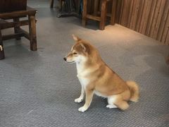 -柴源莊·柴小宠柴犬咖啡