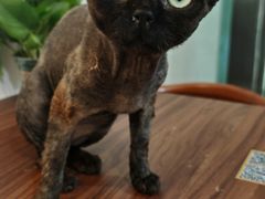 -楼上猫咖(罗湖店)