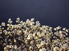 -吴越荣记·苏州菜·松鼠桂鱼(斜塘老街店)
