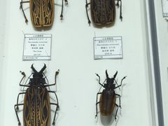 -烟台市博物馆