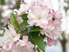 -海棠花溪(元大都城垣遗址公园)