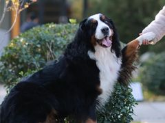 -芭比堂动物医院·CT·微创中心(新顺分院)