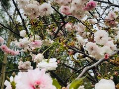 -天适樱花悠乐园