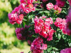 -上海滨江森林公园