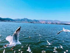-海埂大坝