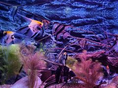 -上海海洋水族馆