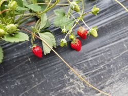 -蓝呗呗蓝莓草莓采摘园(通州区马驹桥店)