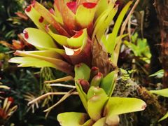 -昆明植物园
