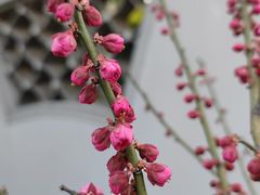 -无锡梅园公园