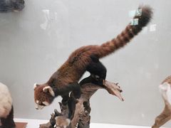 -国家自然博物馆