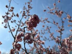 -顾村公园
