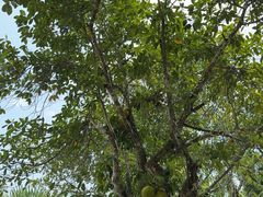 -西双版纳傣族园