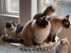 -猫儿山۰猫主题餐厅