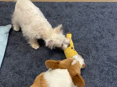 -翊宠yipet猫狗购宠庄园犬舍•猫舍