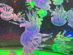 -左海海底世界