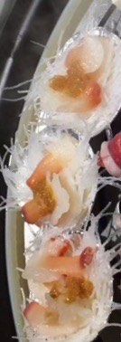 兰花蚌蒜蓉蒸粉丝-碗中海·蒸汽海鲜·桑拿鸡(岭南天地店)