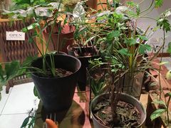 -柴务处·柴犬主题狗咖