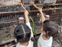 -樂桃源奉贤黄桃种植采摘基地