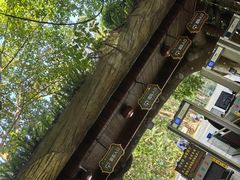 -西双版纳原始森林公园