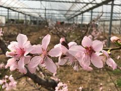-南汇桃花村