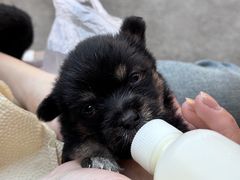 -有猫主题·治愈系猫咖(曾厝垵店)