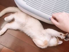 -Bastet sally猫舍购宠(静安店)