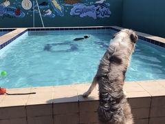 -趣玩宠物乐园寄养训犬训狗游泳池