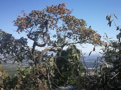-北京鹫峰国家森林公园