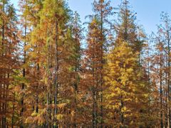 -白鹭湾湿地公园