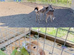 -安德鲁户外烧烤帐篷营地(马泉营店)