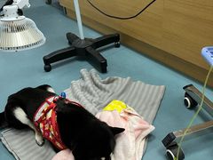 -芭比堂动物医院·犬猫全科·异宠专科(雁塔分院)