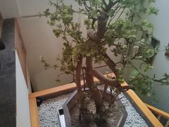 -胡家大厨(西三庄店)