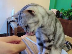 -李小姐の猫咖啡馆(五角场店)