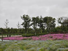 -春花秋色城市公园
