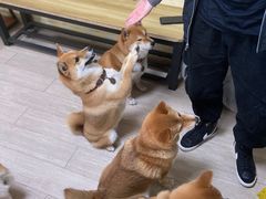 -柴犬高等学院·狗咖·柴犬售卖·宠物训练