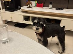 -帕帕拉兹宠物(亚洲旗舰店)