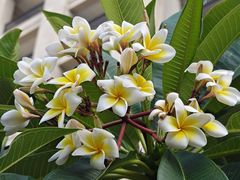 -海口绿发希尔顿酒店-田园汇自助餐·三文鱼·海鲜