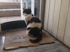 -海边的猫和咖啡馆