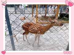 -长白岛森林公园