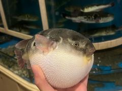 -天正河鲀·河豚亭(大连店)