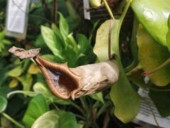 -墨尔本皇家植物园