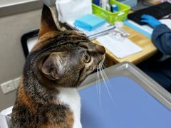 -爱妮康宠物医院·干细胞免疫细胞·肿瘤·心脏(张江店)