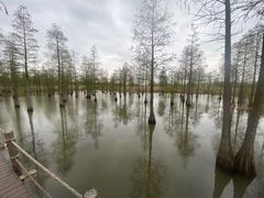 -池杉湖湿地公园