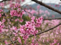 -天适樱花悠乐园