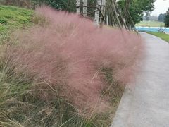 -白鹭湾湿地公园