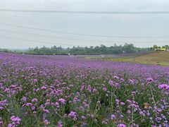 -紫颐香薰山谷景区