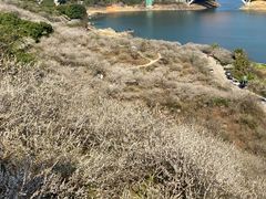 -广州市流溪河国家森林公园