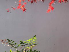 -秋霞圃