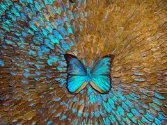 -上海昆虫博物馆