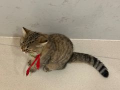 -共舞时光猫咖·狗咖(新街口店)
